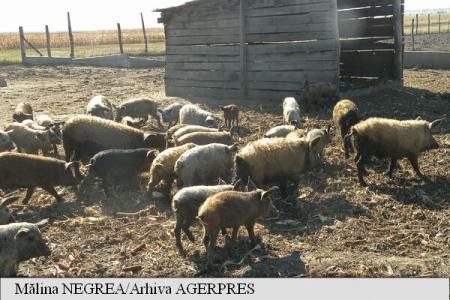 Consumul de carne de porc a crescut anul trecut în Uniunea Europeană