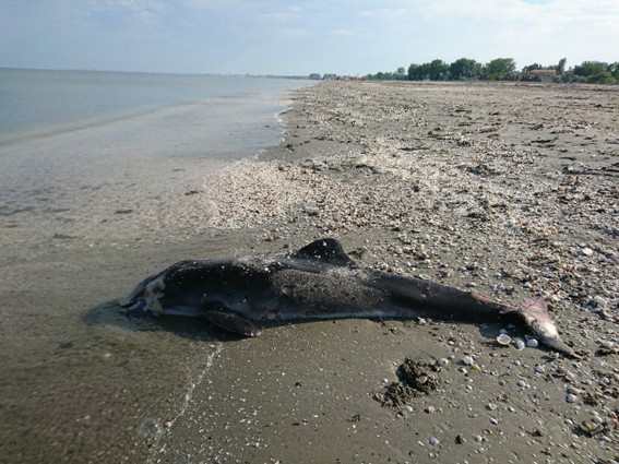 Adoptă un delfin! Povestea lui Norocel, delfinul vesel din Marea Neagră