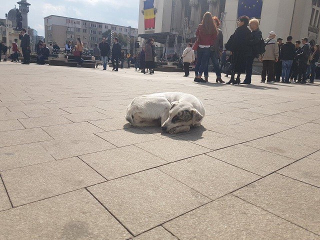 Imaginea zilei din Piața Ovidiu - un câine stingher printre elevi, studenți și politicieni