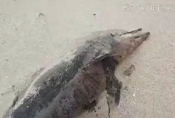 Un delfin a fost găsit mort pe plaja dintre Eforie Nord și Sud