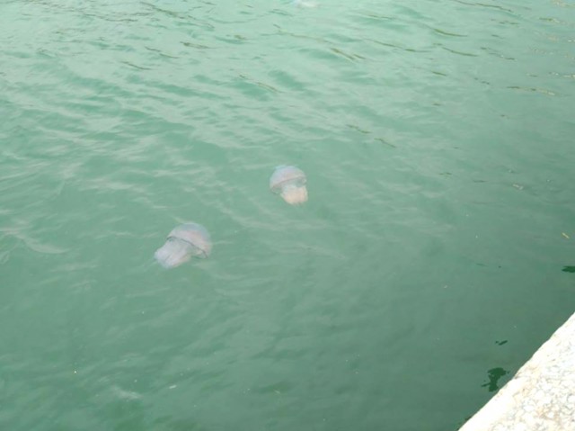 Invazie de meduze pe plaja din Mamaia. Care este explicaţia