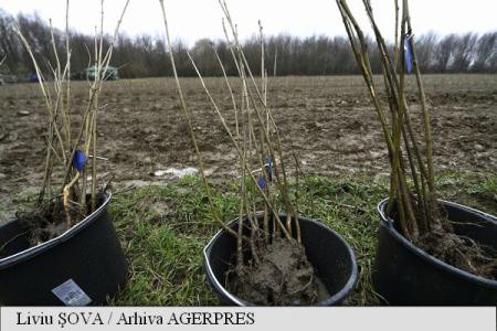 Termenul de depunere a cererilor pentru schema de ajutor de stat dedicată primei împăduriri, prelungit până pe 17 noiembrie