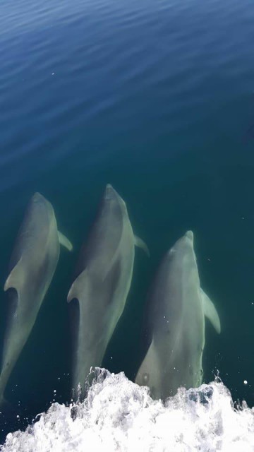 VIDEO/ Banc de delfini, zărit astăzi în apropierea Cazinoului