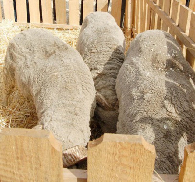 „Alege Oaia!”, noul program al Ministerului Agriculturii pentru promovarea consumului de carne de oaie