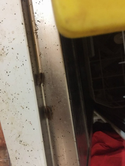 GÂNDACI și MIZERIE la Casa Vegetariană din Constanța