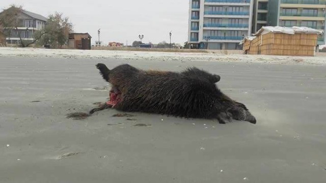 VIDEO Porci mistreți morți și sfâșiați, găsiți pe plaja din Mamaia
