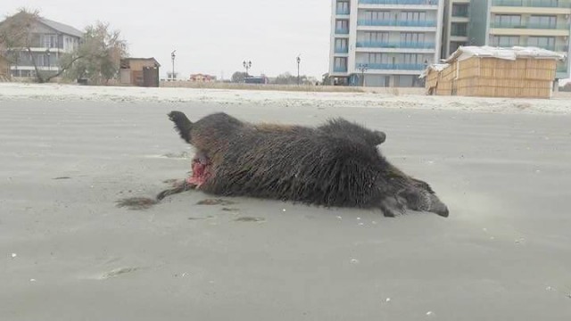 Porci mistreţi morţi şi sfâşiaţi, găsiţi pe plaja din Mamaia
