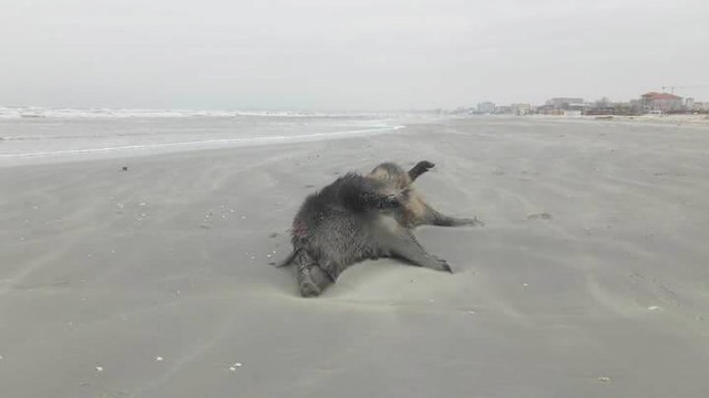 Veterinarii au aflat ce a ucis mistreții găsiți pe plaja din Mamaia