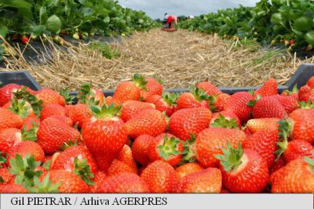 Românii au la dispoziție peste 1.800 locuri de muncă în străinătate, prin rețeaua EURES