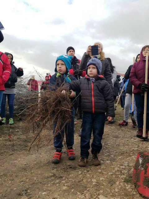 Acțiune de amploare la Eforie Nord: mii de copaci plantați de ONG-uri