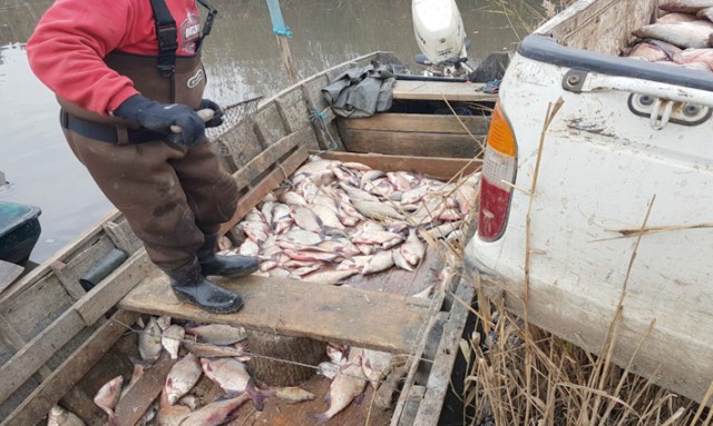 Rezultatele controalelor tematice în domeniul peştelui şi produselor din pescuit