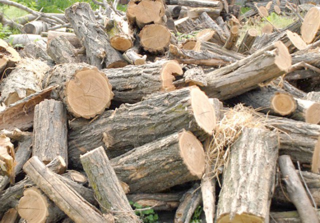 A venit iarna! Hoţii au început să dea iama în copacii de pe marginea drumurilor