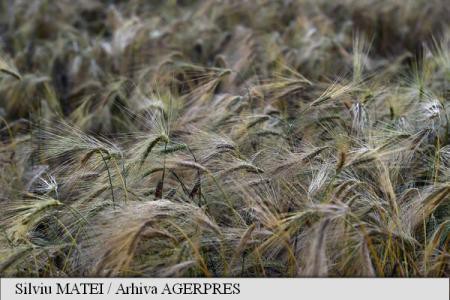 România, al cincilea producător de cereale din Uniunea Europeană, în 2016