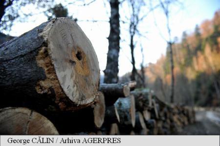 Prețul lemnului de foc a crescut, în România, cu circa 250%, în perioada 2011-2017