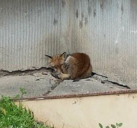 ALERTĂ în Constanța: VULPE la parterul unui bloc, lângă Spitalul CF. Autoritățile dau din umeri: cine capturează animalul?