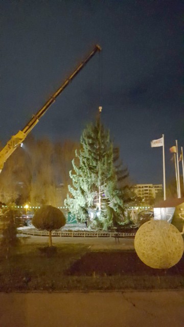 Ce brad are Tărâmul Magic al Crăciunului!