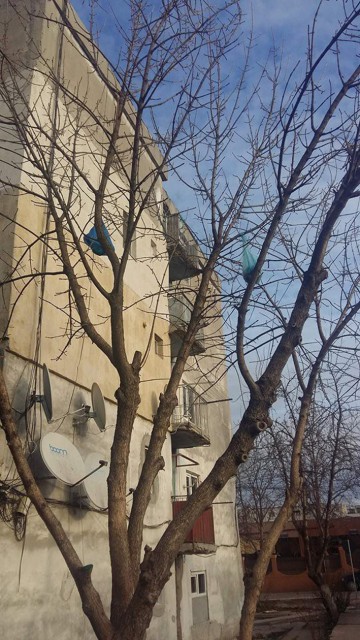 La Cernavodă au fost împodobiţi copacii cu... GUNOAIE!