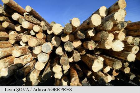 România a exportat lemn și plută în valoare de 394,4 milioane euro, în primele opt luni