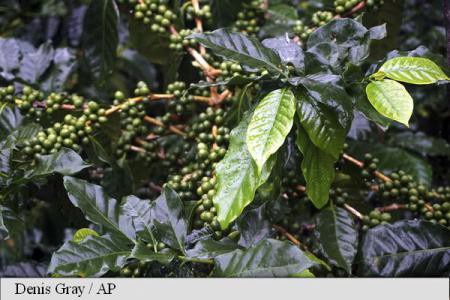 Cultivatorii de cafea așteaptă să crească prețurile înainte să vândă