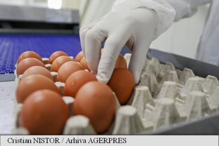 Ouăle, untul, combustibilii și fructele proaspete s-au scumpit cel mai mult în noiembrie