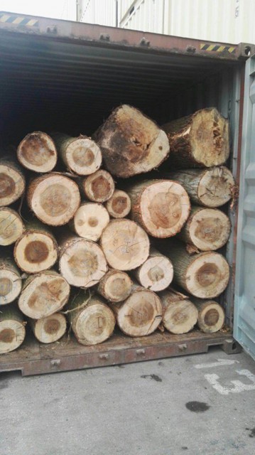 Un vârstnic este cercetat penal pentru că a sustras lemne