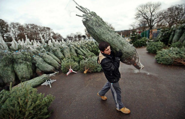 Romsilva: Amenzi de peste 1,4 milioane de lei şi 3.266 de pomi de Crăciun confiscaţi