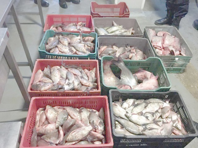 Peste 100 kg peşte fără documente legale, confiscate!
