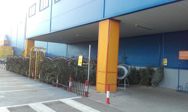 Brazi de Crăciun, încă de vânzare, deşi a trecut şi Boboteaza