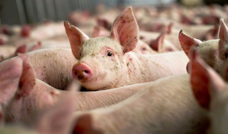 JALE în Tulcea! Zeci de mii de porci, SACRIFICAŢI şi incineraţi după depistarea unui focar de pestă porcină africană
