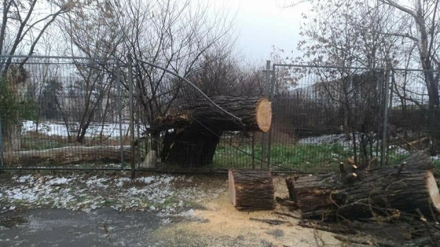GALERIE FOTO. Copac căzut, din cauza vântului, și la Palatul Copiilor Constanța