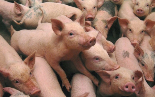 Peste 410.000 de porci afectaţi de Pesta Porcină Africană au fost eliminaţi; PPA evoluează în 23 de judeţe