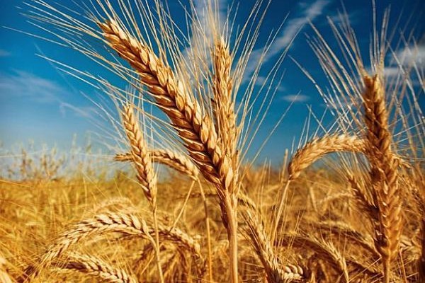 Veste proastă pentru preţul pâinii: Livrările de grâu se diminuează