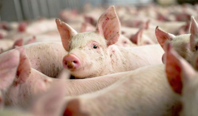 Infecţii porcine la Constanţa! DSV a intervenit pentru eliminarea pericolului