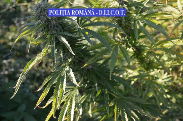 Arestat pentru trafic de droguri la Constanţa! Se pare că era şi cultivator!