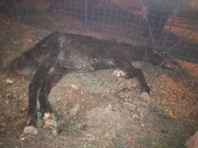 CAL OMORÂT ÎN BĂTAIE pe o stradă din Constanţa