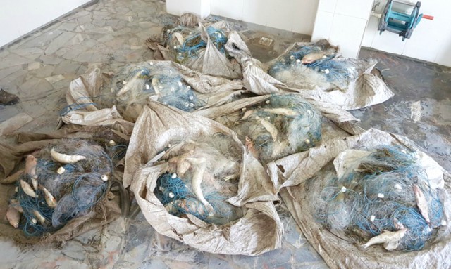 Peste 250 kg peşte fără documente legale şi plase monofilament, confiscate de poliţiştii de frontieră