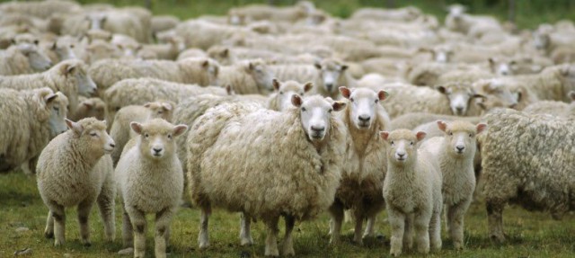 România - oportunități pentru exportul de lână în Africa de Sud