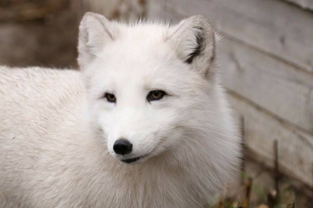 VIDEO. Vulpe polară evadată de la Microrezervație, găsită la Casa de Cultură!