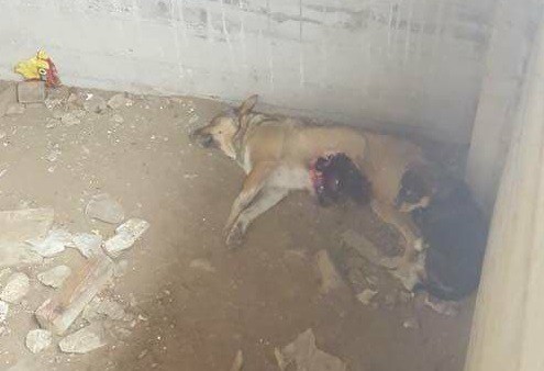 IMAGINI HORROR! Poliţiştii fac cercetări în cazul câinelui împuşcat la Costineşti