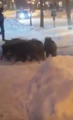 Porci mistreţi în centrul oraşului Sinaia!