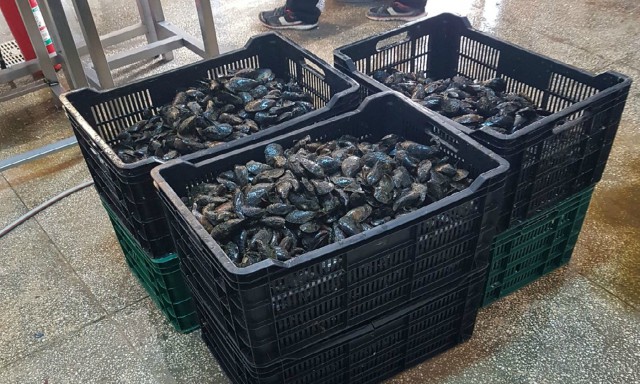 Polițiștii de frontieră au confiscat 450 kg de midii, fără acte de proveninență