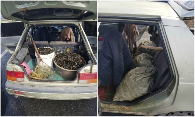Peste 160 kg midii transportate fără documente legale, confiscate la Constanța
