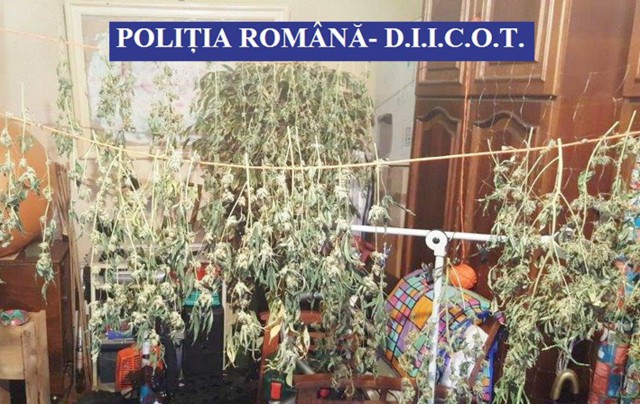 Bărbatul care avea cultură de canabis, în faţa magistraţilor
