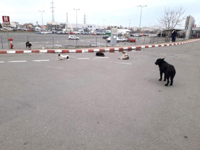 Oamenii sunt speriați: HAITE de câini își fac veacul pe la Auchan Sud din Constanța