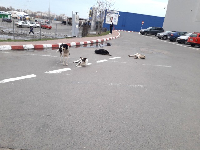 Polițiștii locali au ajutat la prinderea câinilor fără stăpâni din Constanța