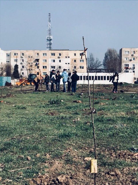 VIDEO/FOTO. 100 de pomi plantați în Constanța de studenții basarabeni