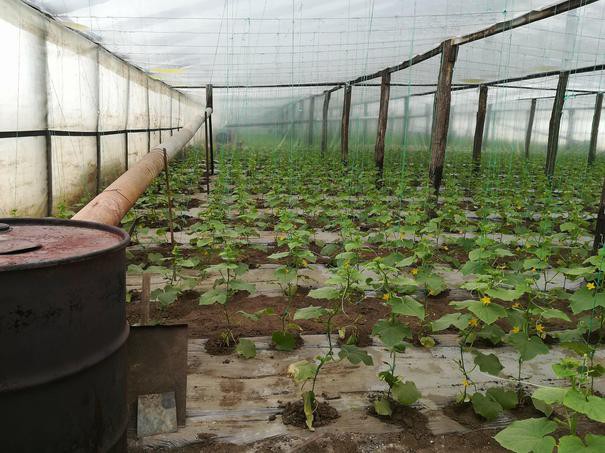Recolte afectate de vremea la extreme. După roşii, şi castraveţii vor ajunge cu întârziere în pieţe