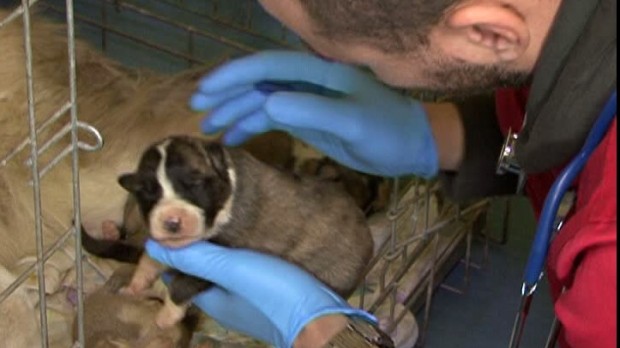 Medicii veterinari avertizează că vor fi nevoiți să închidă cabinetele