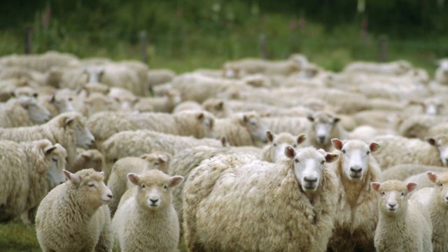 România, locul trei în UE la efectivele de ovine