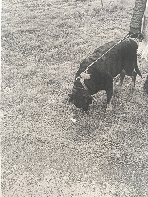 O femeie care-și plimba câinele în parcul Tăbăcărie, AMENDATĂ de Poliția Locală